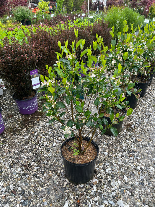 Autumn Magic Black Chokeberry