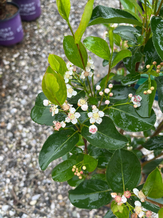 Autumn Magic Black Chokeberry