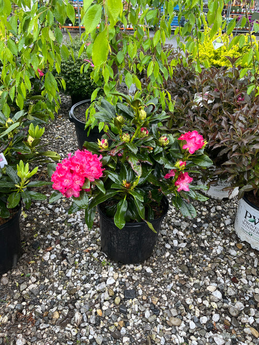 Holden Rhododendron