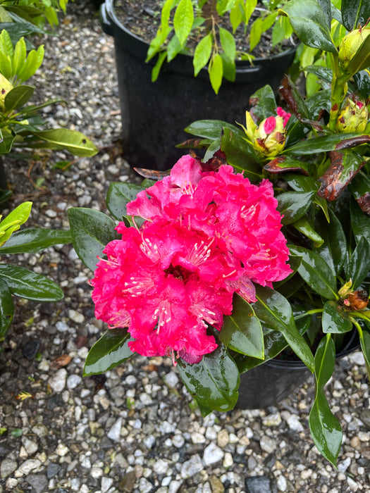Holden Rhododendron