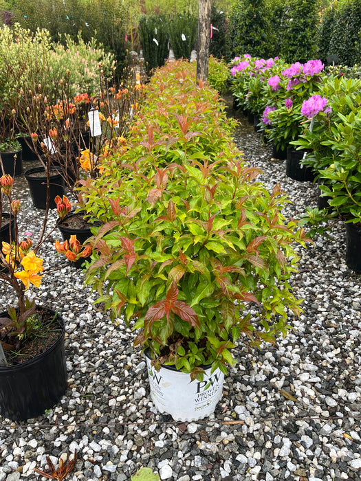 Kodiak® Orange Bush Honeysuckle (Diervilla)