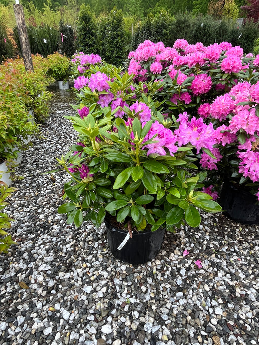 Boursault Rhododendron