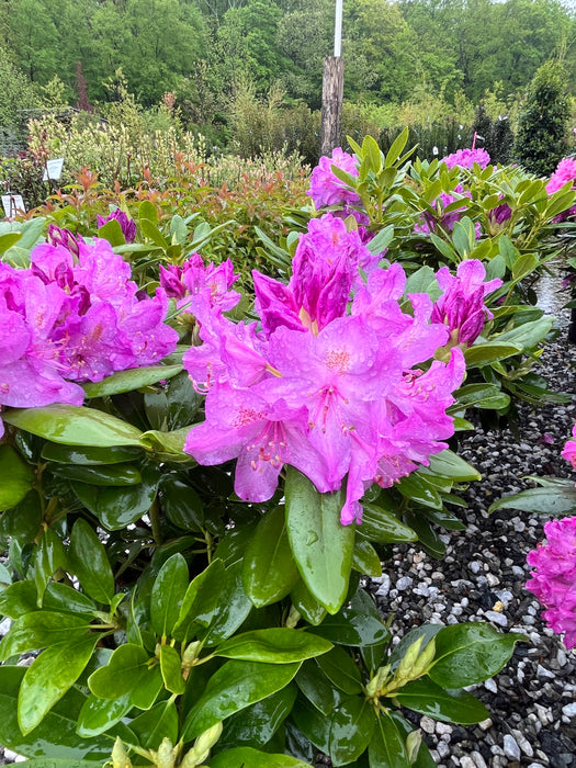 Boursault Rhododendron