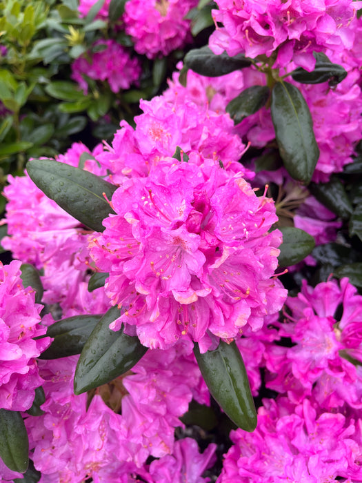 Roseum Elegans Rhododendron