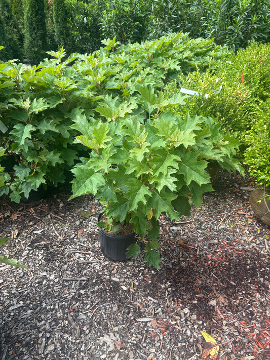 Alice Oakleaf Hydrangea