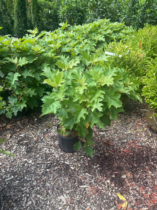 Alice Oakleaf Hydrangea
