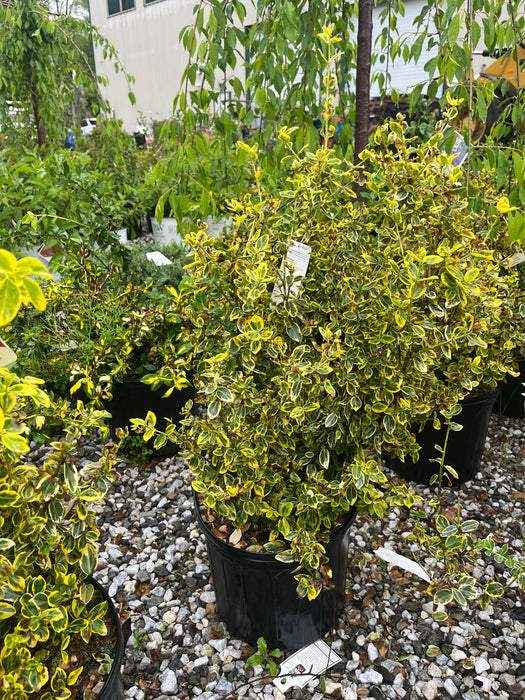 Emerald 'N Gold Wintercreeper (Euonymus)