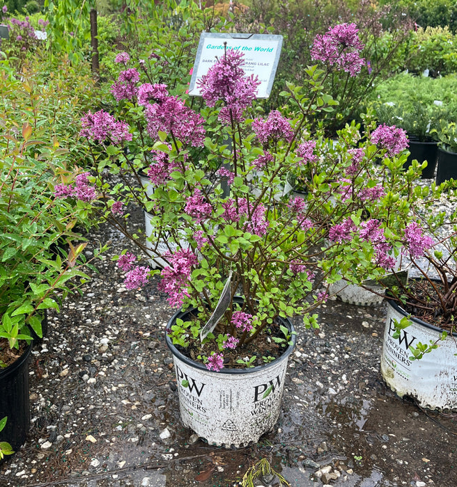 Bloomerang® Dark Purple Lilac