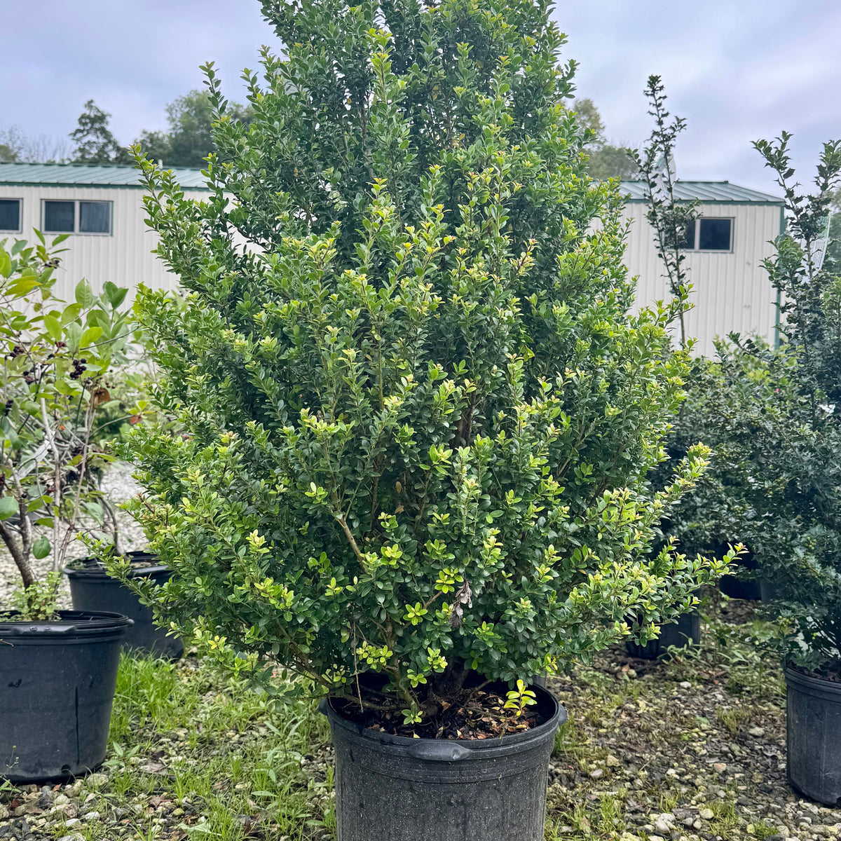 holly様B2500セット Steeds Japanese Holly For Sale Online! — Gardens of the World