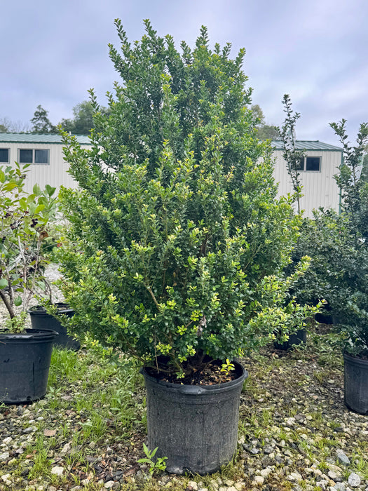 Steeds Japanese Holly