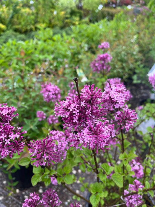 Bloomerang® Dark Purple Lilac