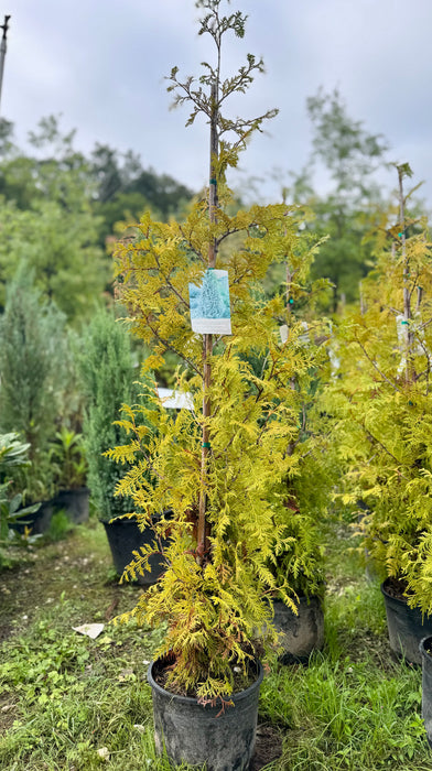 Virginian Arborvitae