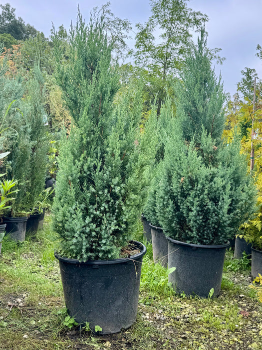Blue Point Juniper