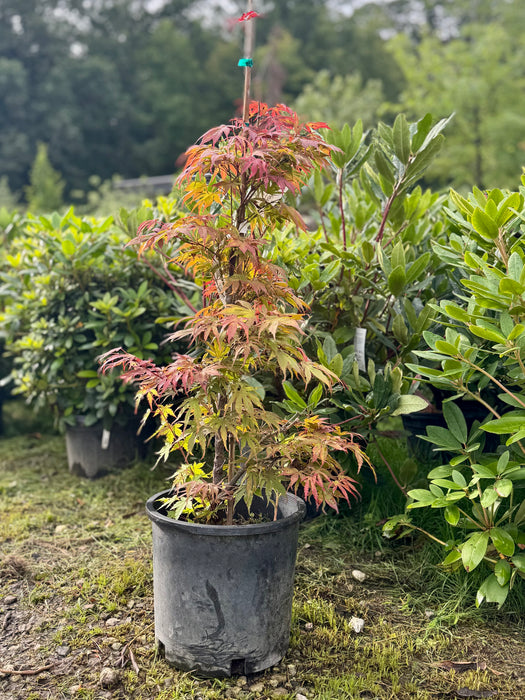 Oregon Sunset Maple