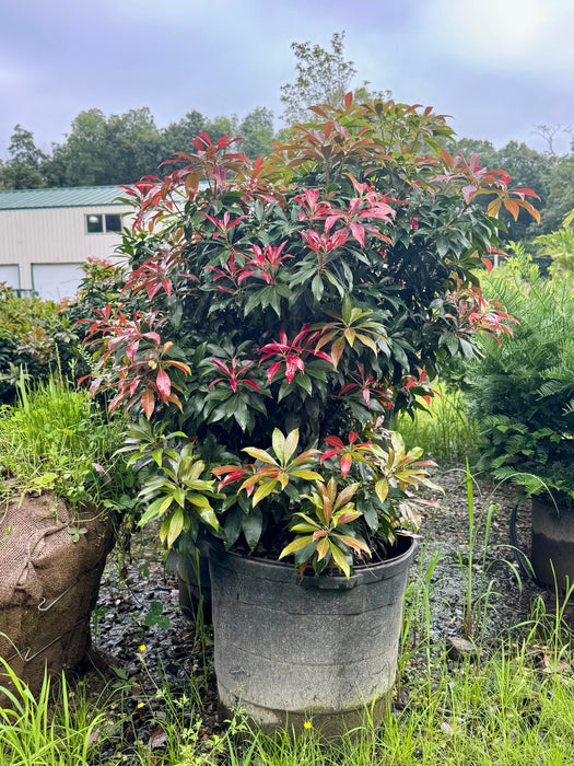Katsura Japanese Pieris