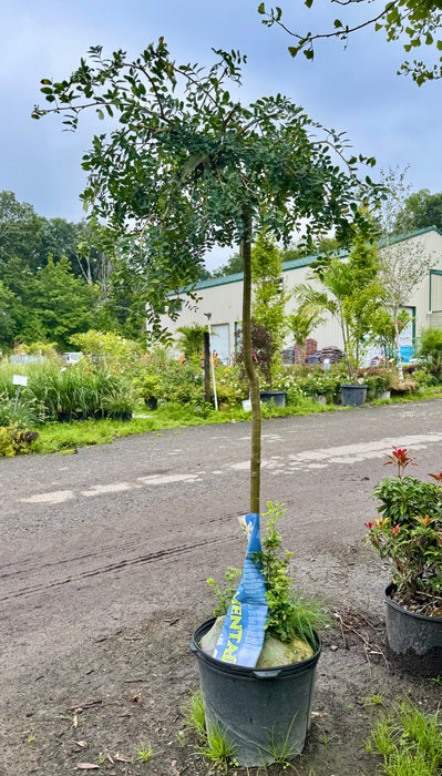 Weeping Siberian Peashrub