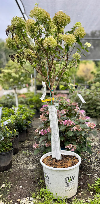Little Lime Hydrangea (Tree Form)