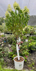 Limelight Hydrangea Tree Form