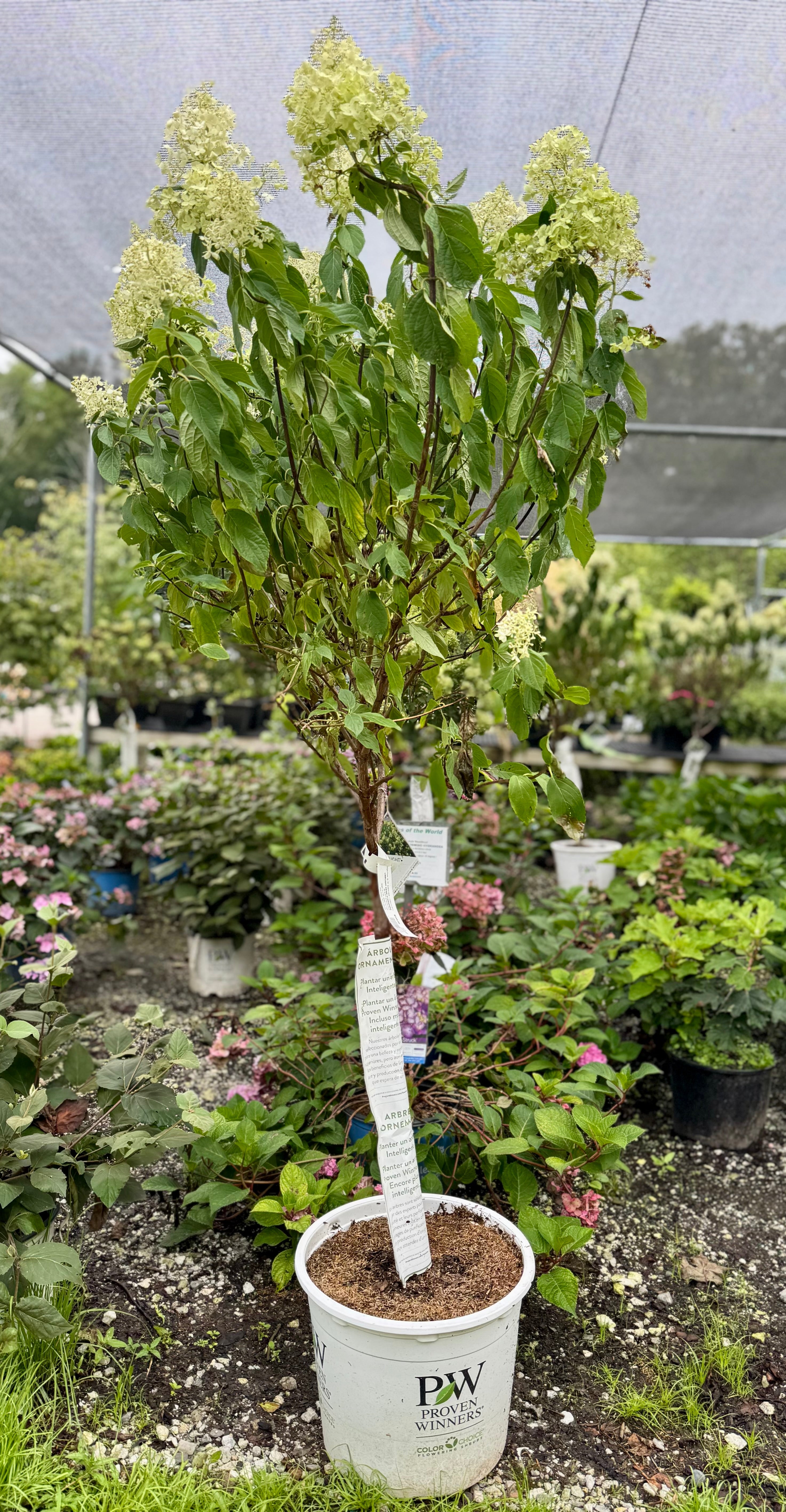 Limelight Hydrangea Tree Form