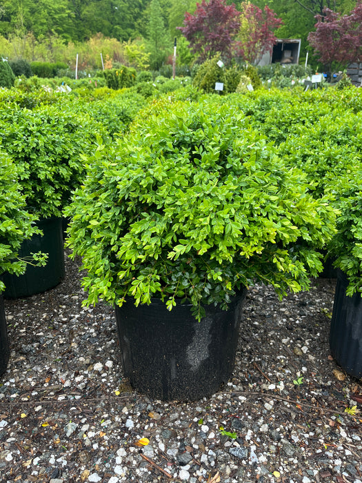 Green Velvet Boxwood