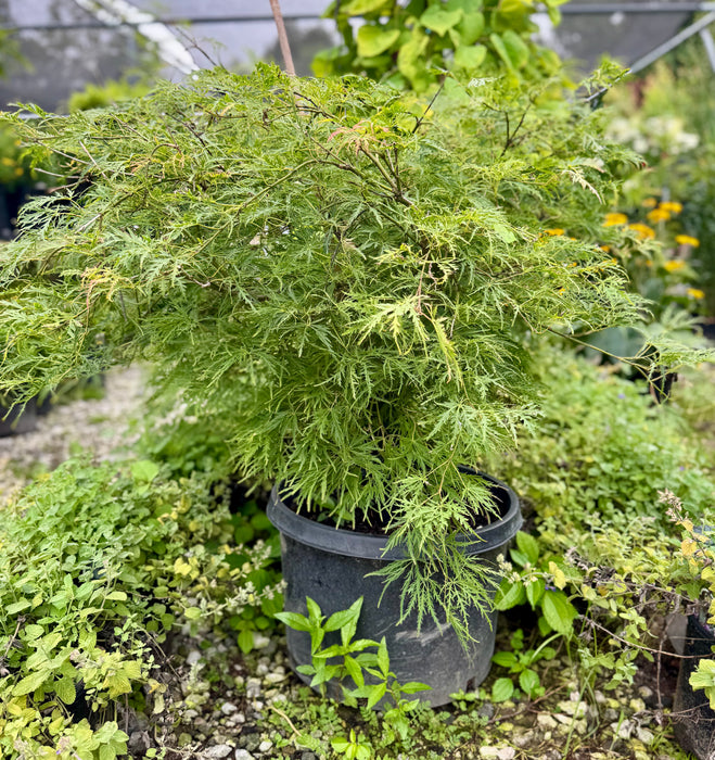 Green Lace Leaf Japanese Maple