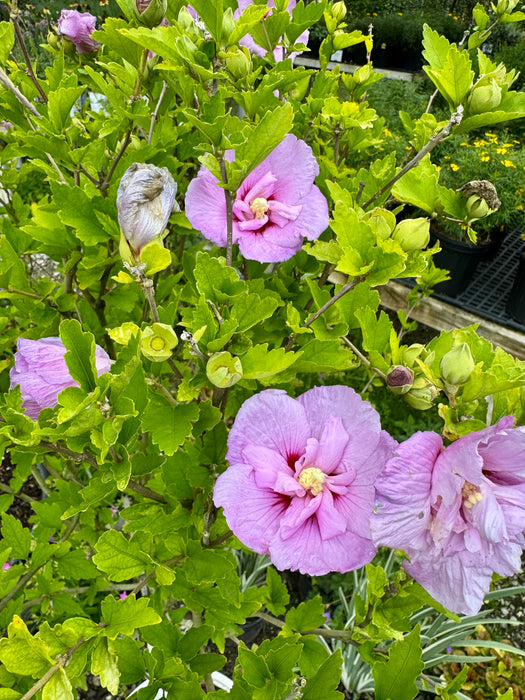Lavender Chiffon Rose of Sharon Tree Form