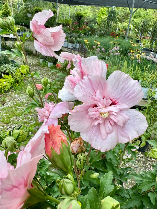 Pink Chiffon Rose of Sharon Tree Form
