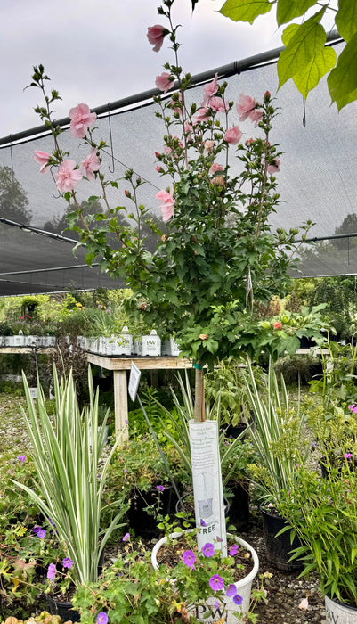 Pink Chiffon Rose of Sharon Tree Form