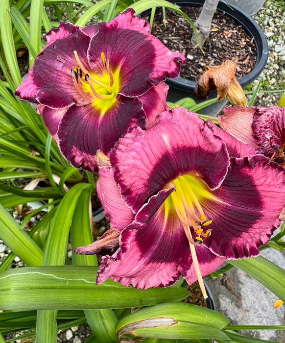 Rainbow Rhythm® Storm Shelter Daylily