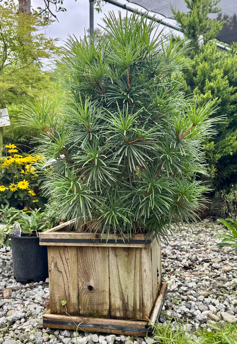 Japanese Umbrella Pine