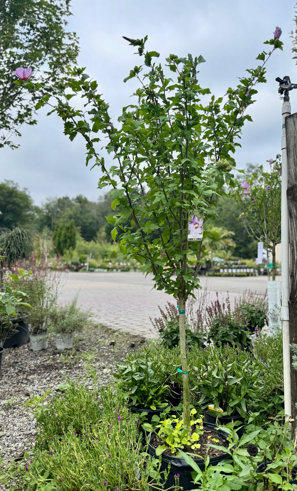 Minerva Rose of Sharon Tree Form