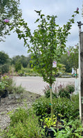 Minerva Rose of Sharon Tree Form