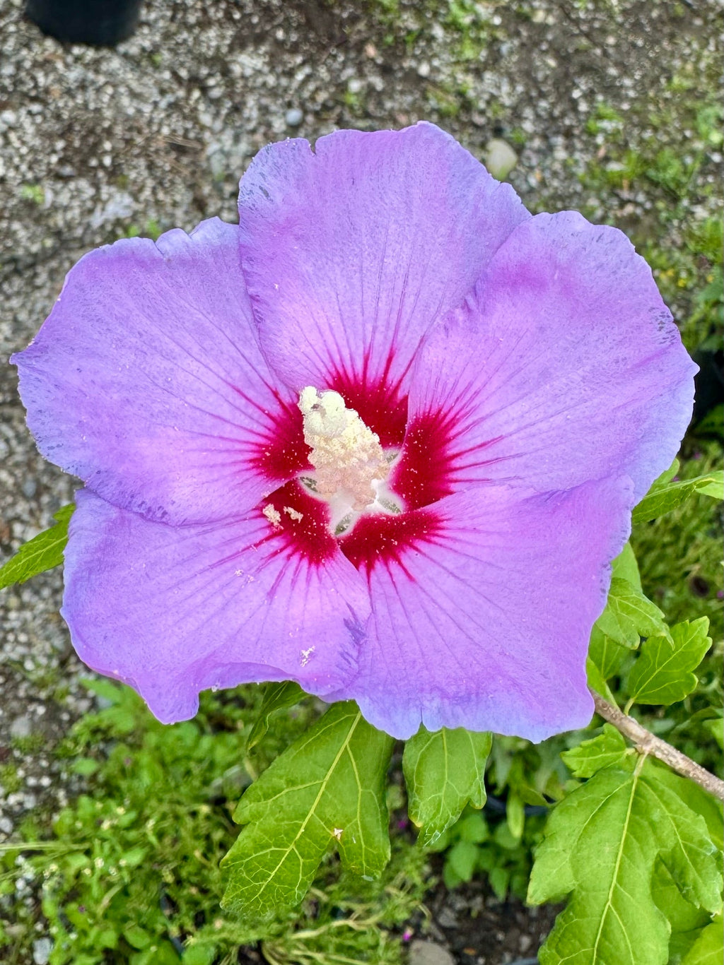 Minerva Rose of Sharon Tree Form