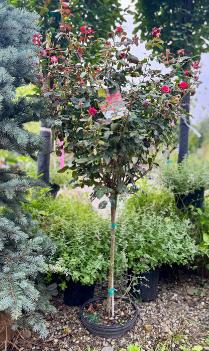 Double Knock Out Rose Tree Form