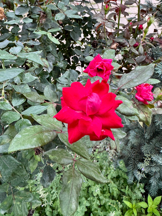 Double Knock Out Rose Tree Form