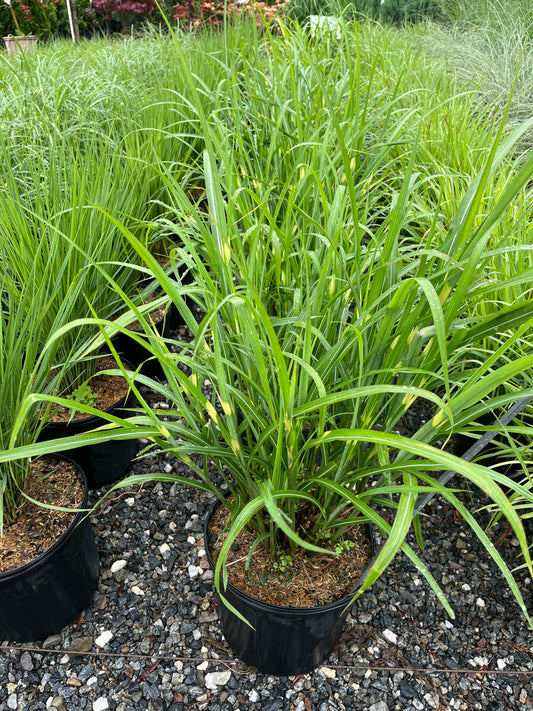 Porcupine Grass