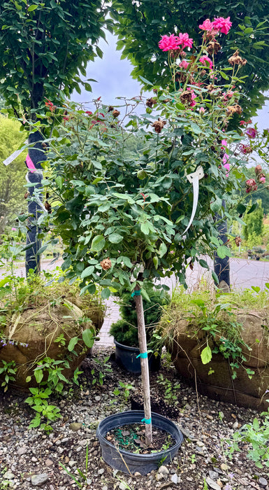Pink Double Knock Out Rose Tree Form