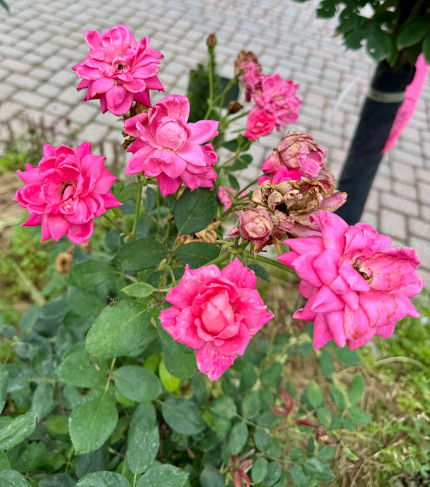Pink Double Knock Out Rose Tree Form
