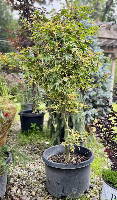 Sagara Nishiki Japanese Maple