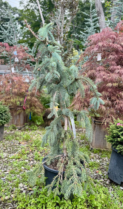 Slenderina Weeping Blue Spruce