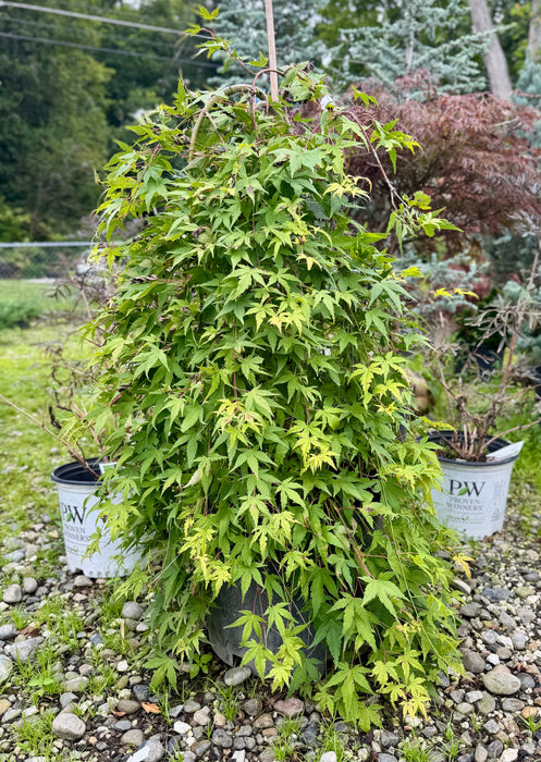 Ryu Sei Dwarf Weeping Japanese Maple