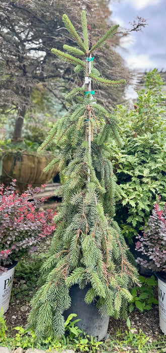 Weeping Norway Spruce