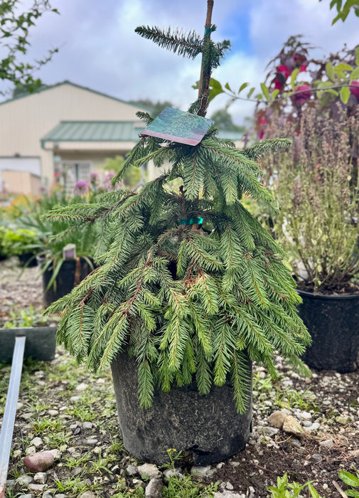 Gold Drift Weeping Norway Spruce