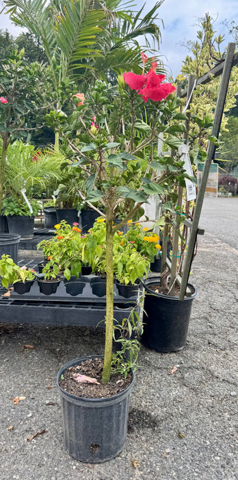 Tropical Hibiscus Tree