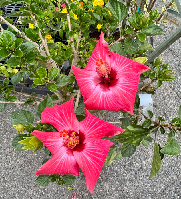 Tropical Hibiscus Tree