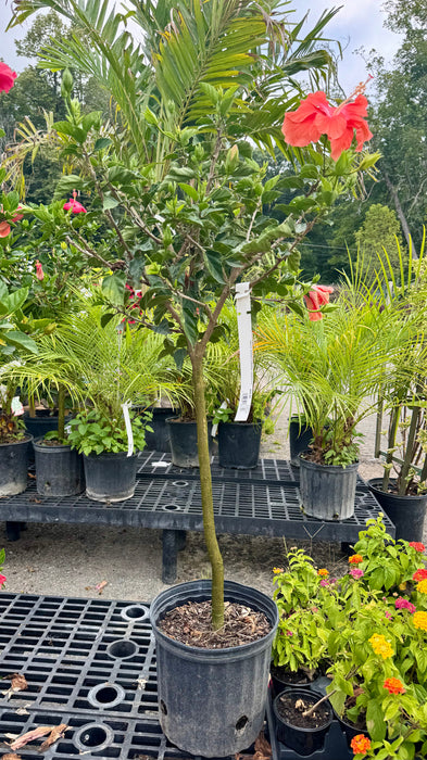 Tropical Hibiscus Tree