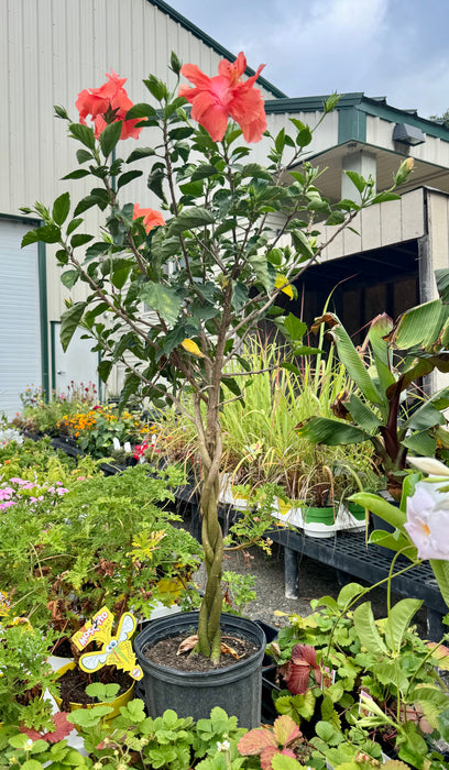 Tropical Hibiscus Tree