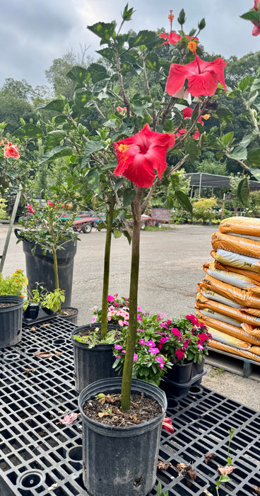 Tropical Hibiscus Tree