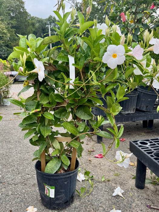 White Mandevilla