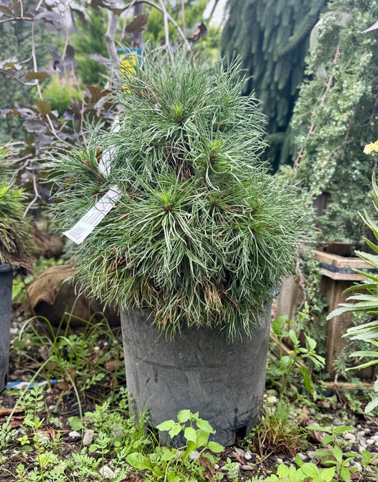 Green Penguin Dwarf Scotch Pine